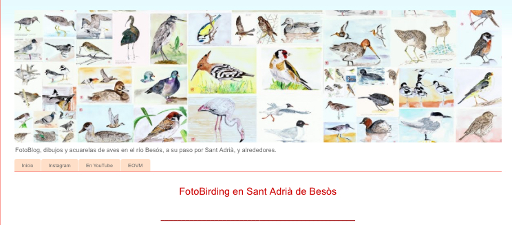 Buscador blog - Fotobirding  en Bitakoras